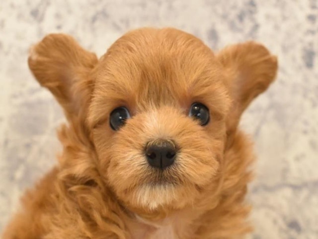 埼玉県のハーフ犬 (ペッツワン蓮田店/2024年2月12日生まれ/男の子/レッド)の子犬